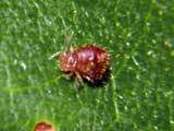 Dicyrtoma fusca