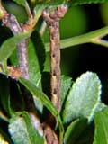 Cyclophora albipunctata