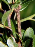 Cyclophora albipunctata