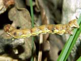 Erannis defoliaria