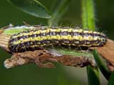 Heterogynis penella