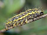 Heterogynis penella