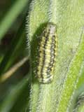 Heterogynis penella