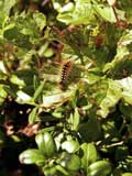 Acronicta auricoma