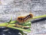 Acronicta auricoma