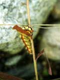 Acronicta euphorbiae