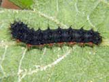 Acronicta menyanthidis