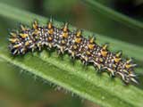 Melitaea deione