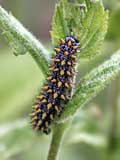 Melitaea deione