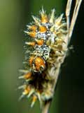 Melitaea didyma