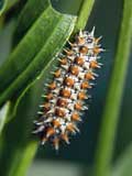 Melitaea didyma