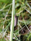 Melitaea Raupe