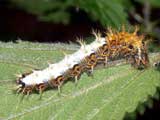 Polygonia c album