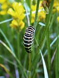 Papilio machaon Raupe