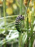 Papilio machaon Raupe