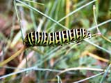 Papilio machaon