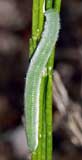 Anthocharis cardamines