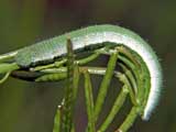 Anthocharis cardamines