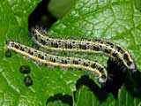 Pieris brassicae