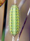 Zygaena fausta