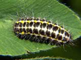 Zygaena lonicerae