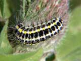 Zygaena lonicerae