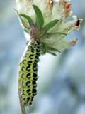 Zygaena lonicerae