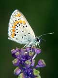 Aricia agestis