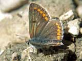 Aricia agestis