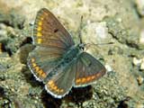 Aricia agestis