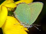 Callophrys rubi