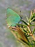 Callophrys rubi