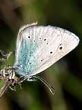 Celastrina argiolus