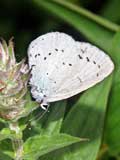 Celastrina argiolus