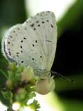 Celastrina argiolus