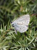 Celastrina argiolus