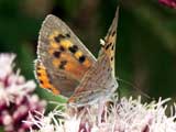 Lycaena phlaeas