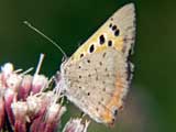 Lycaena phlaeas