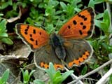 Lycaena phlaeas