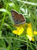 Lycaena tityrus