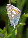 Lysandra bellargus