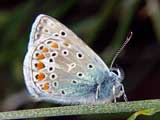 Lysandra bellargus