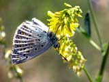 Lysandra bellargus