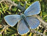 Polyommatus icarus