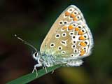 Polyommatus icarus