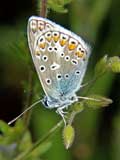 Polyommatus icarus