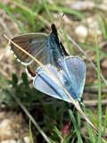 Polymatus icarus