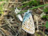 Polymatus icarus