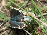 Polymatus icarus