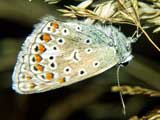 Polyommatus icarus